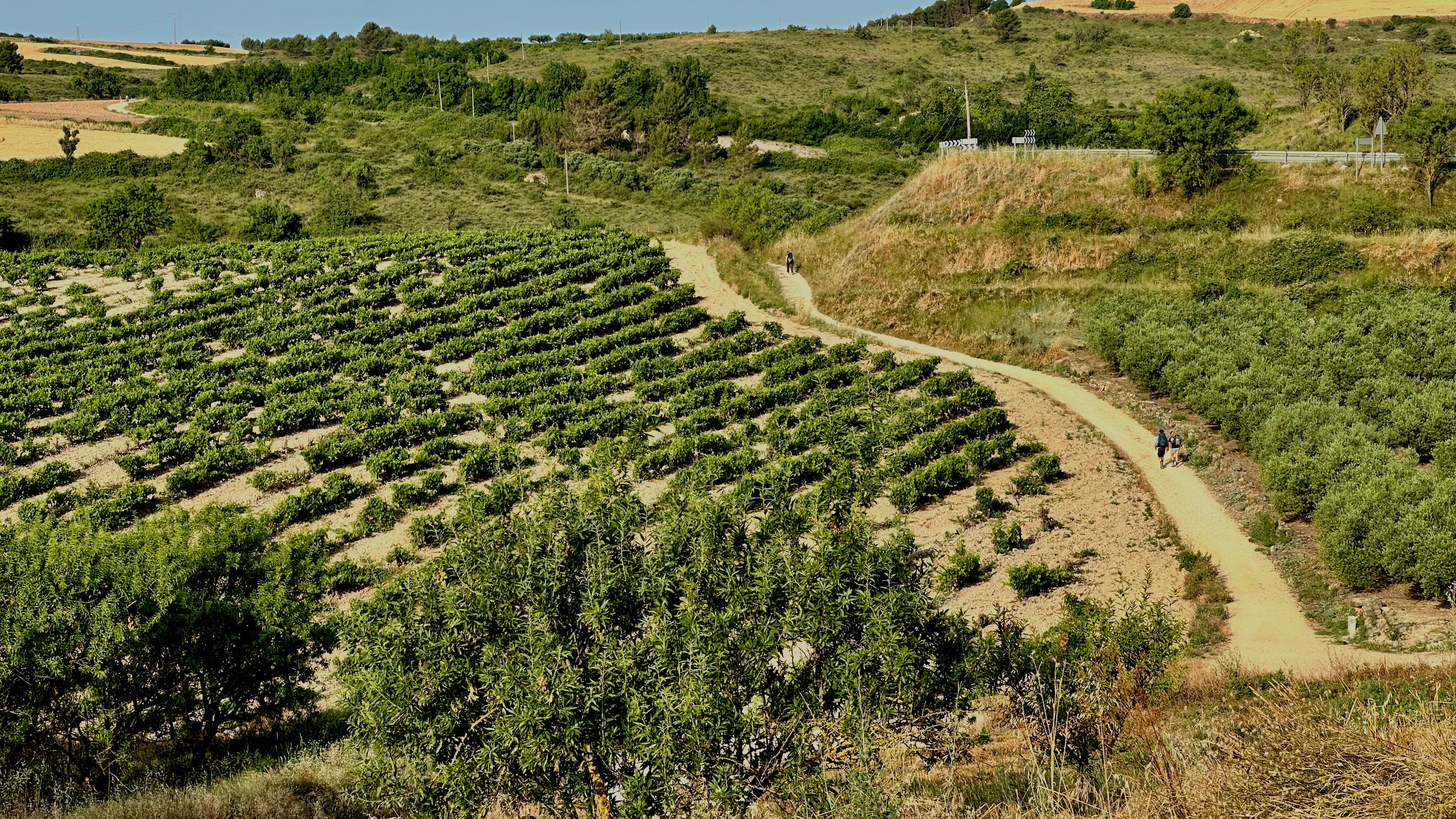 Day 5 - Los Arcos to Viana