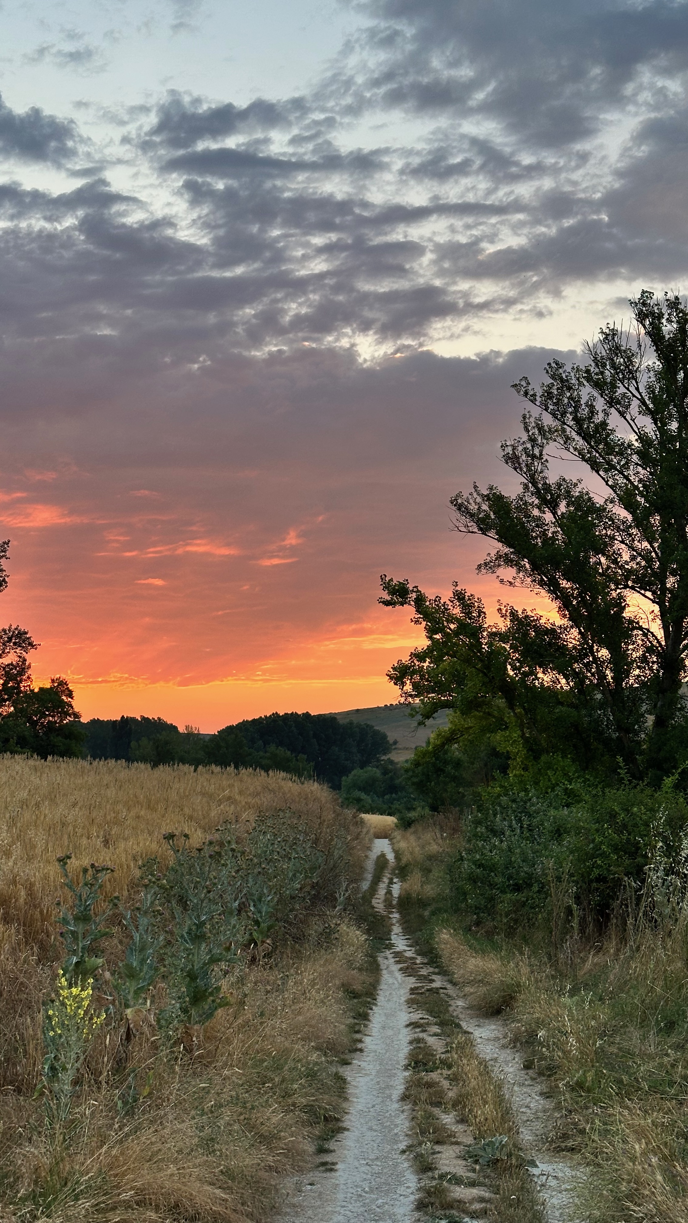 Day 14 - Hornillos del Camino to Castrojeríz